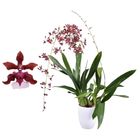 Oncidium Sharry Baby