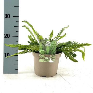 Blechnum spicant