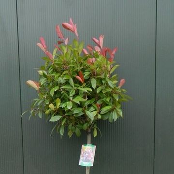 Photinia x fraseri 'Red Robin'