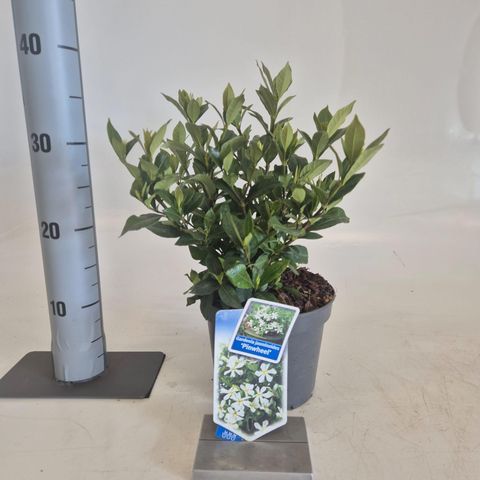 Gardenia jasminoides PINWHEEL