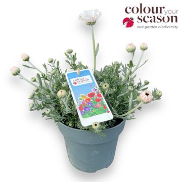 Rhodanthemum 'Casablanca'