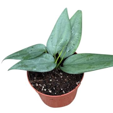 Scindapsus hederaceus SILVER