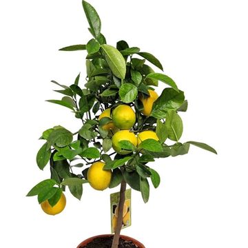 Citrus x meyeri 'Meyer'