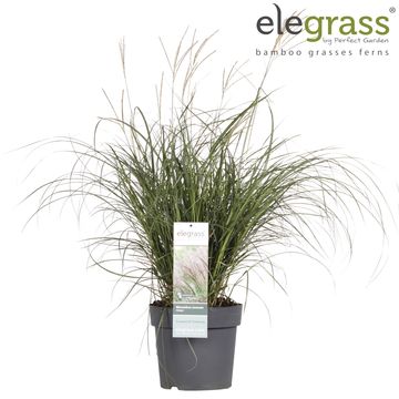 Miscanthus sinensis 'Adagio'