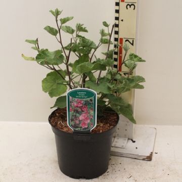 Lavatera 'Bredon Springs'