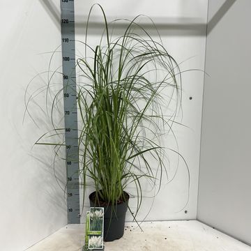 Cortaderia selloana 'White Feather'