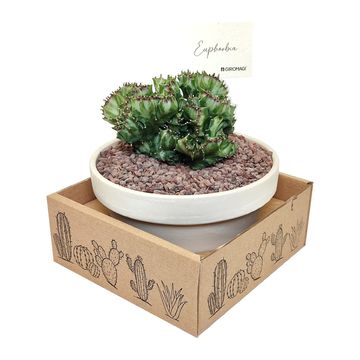 Euphorbia lactea cristata