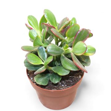 Crassula ovata 'Tricolor'
