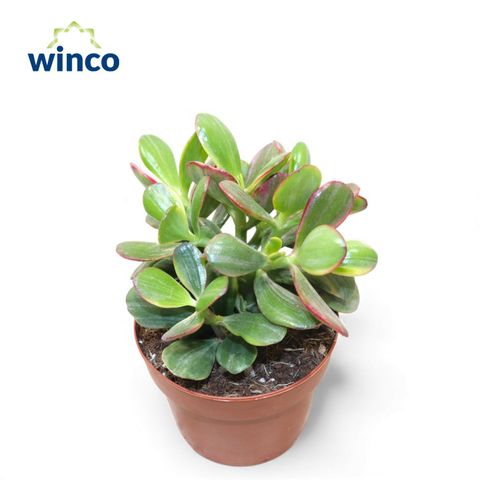 Crassula ovata 'Tricolor'