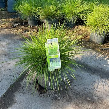 Deschampsia cespitosa 'Tardiflora'