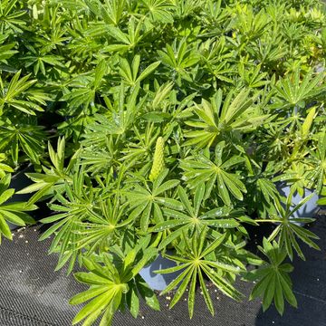 Lupinus GALLERY MIX