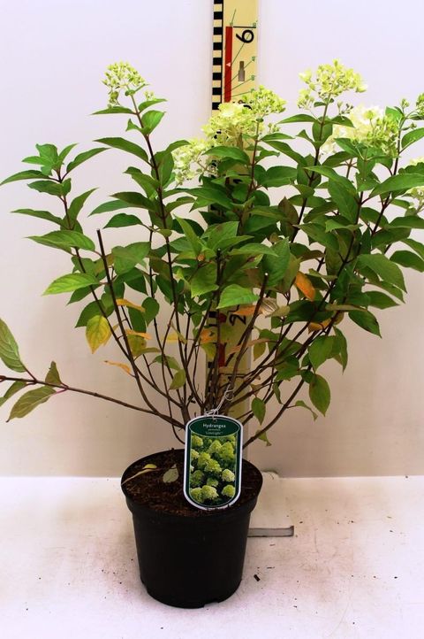 Hydrangea paniculata 'Limelight'