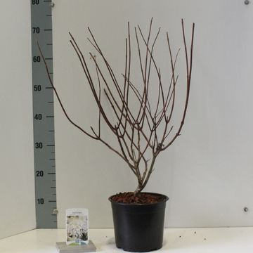 Hydrangea paniculata 'Silver Dollar'