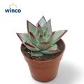Echeveria 'Dark Line'