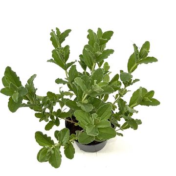 Brachyglottis compacta