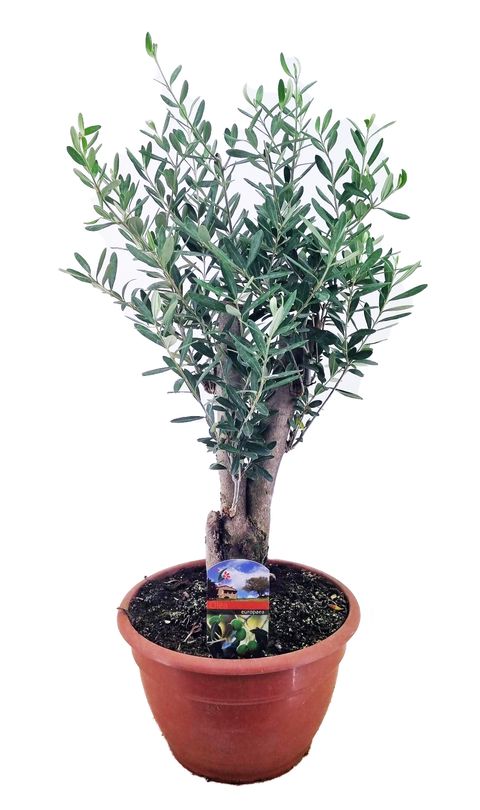 Olea europaea