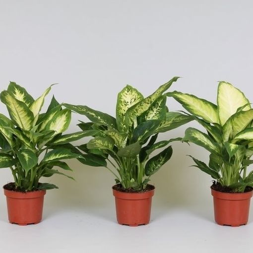 dieffenbachia soil mix