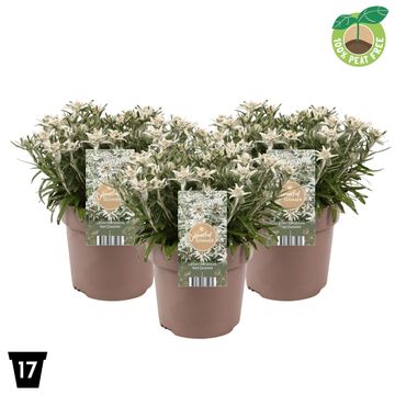 Leontopodium alpinum 'Watzmann'
