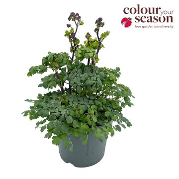 Thalictrum aquilegiifolium 'Thundercloud'