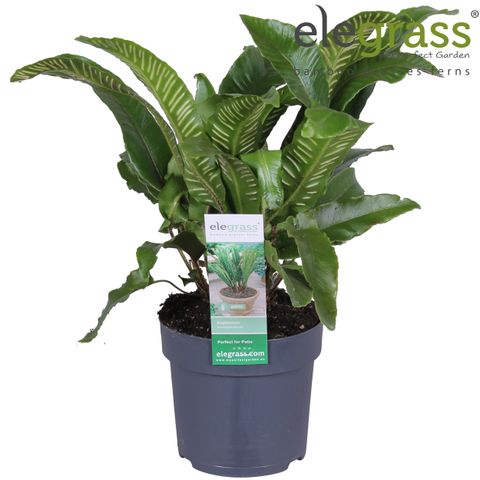 Asplenium scolopendrium