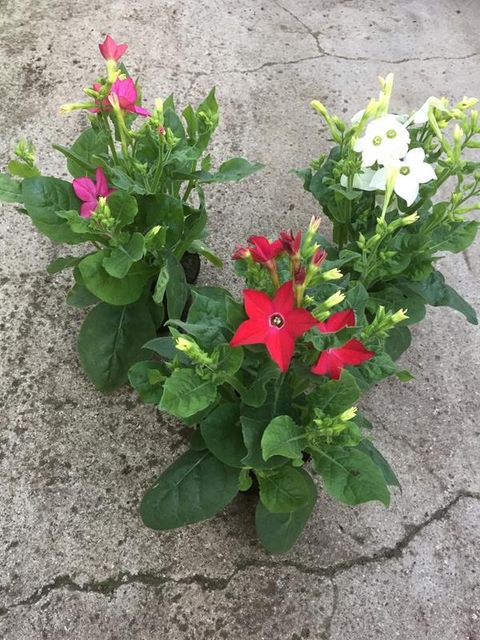 Nicotiana alata MIX