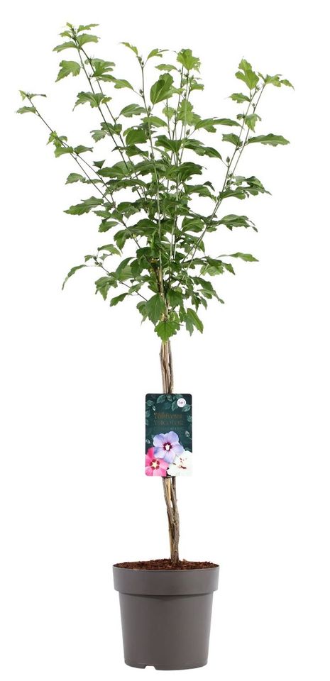 Hibiscus syriacus TRICOLOUR