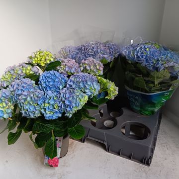 Hydrangea macrophylla EARLY BLUE