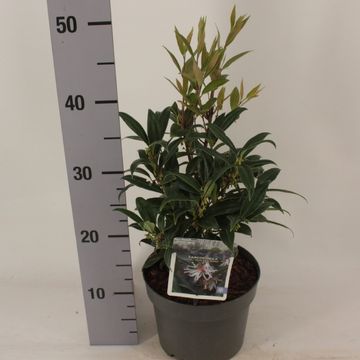 Sarcococca hookeriana WINTER GEM