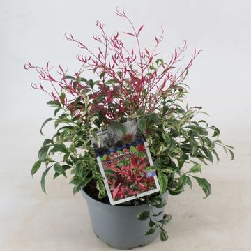 Nandina domestica 'Red Light'