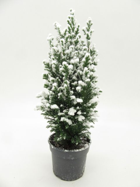 Chamaecyparis lawsoniana 'Ellwoodii'
