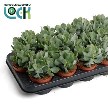 Crassula arborescens cristata