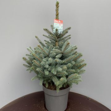 Picea pungens SUPER BLUE SEEDLING