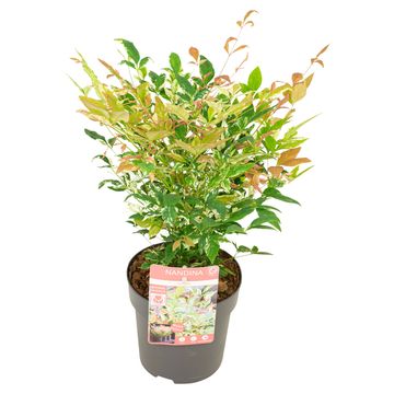 Nandina domestica 'Twilight'