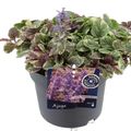 Ajuga reptans 'Burgundy Glow'