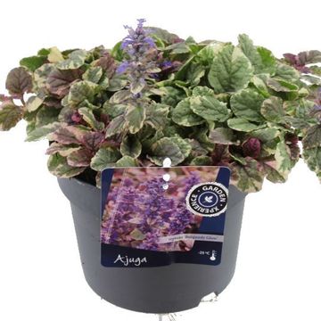 Ajuga reptans 'Burgundy Glow'