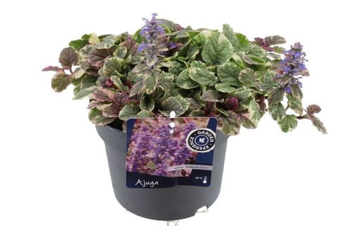 Ajuga reptans 'Burgundy Glow'