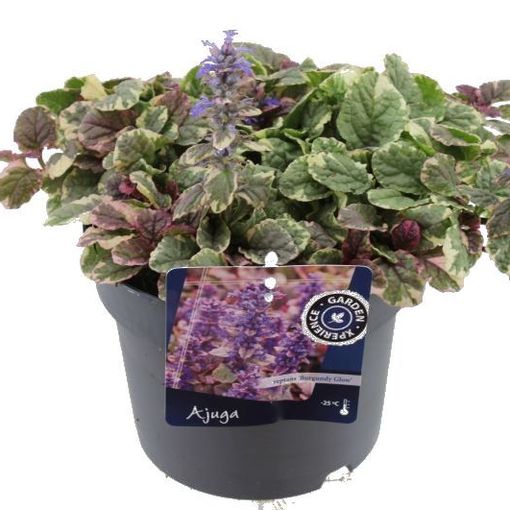 Ajuga reptans 'Burgundy Glow'