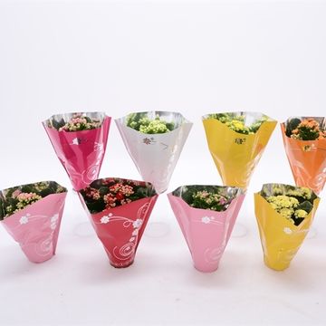 Kalanchoe blossfeldiana PERFECTA MIX