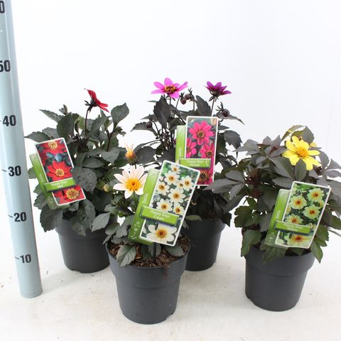 Dahlia HAPPY DAYS MIX