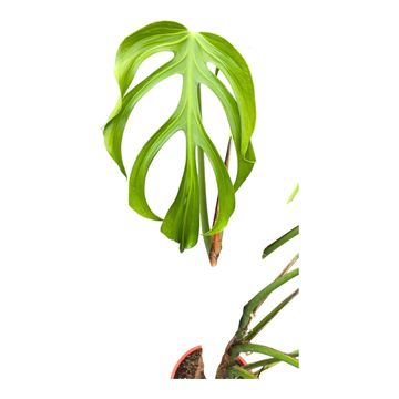 Monstera 'Burle Marx Flame'