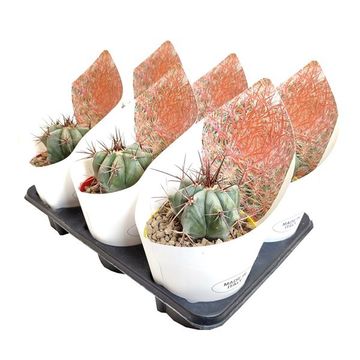 Echinocactus platyacanthus