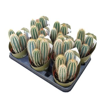 Pilosocereus odilensis