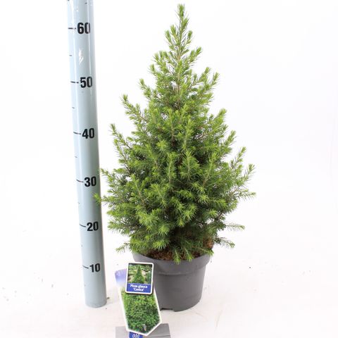 Picea glauca DECEMBER