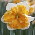 Narcissus 'Love Call'