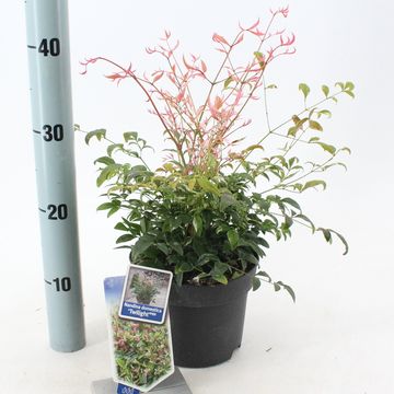 Nandina domestica 'Twilight'