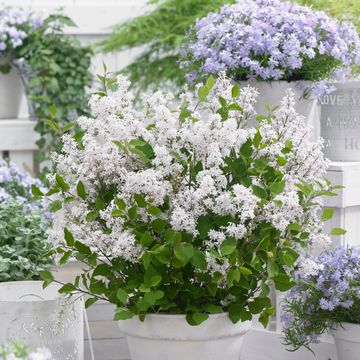 Syringa meyeri FLOWERFESTA WHITE