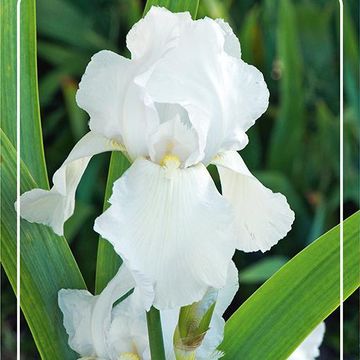 Iris 'Glacier'