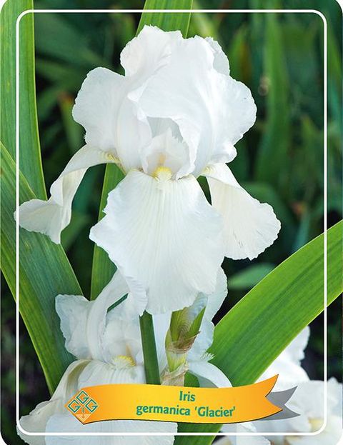 Iris 'Glacier'