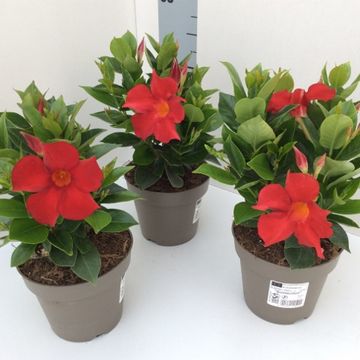 Mandevilla SUNDAVILLE RED