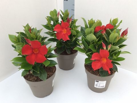 Mandevilla SUNDAVILLE RED